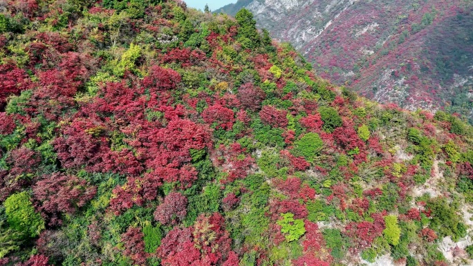 湖北宜昌兴山水上公路红叶