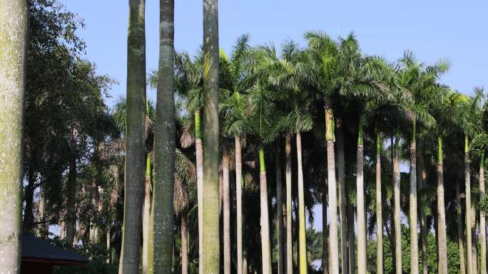 棕榈树 椰树 椰林 南方乔木