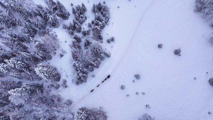 雪中的骏马