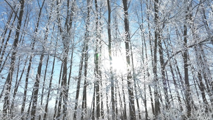 防风林雪松雾凇冬日阳光雪霁