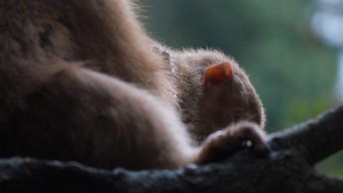罕见黄山短尾猴森林野生猴猴群幼猴猴王