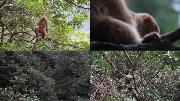 罕见黄山短尾猴森林野生猴猴群幼猴猴王