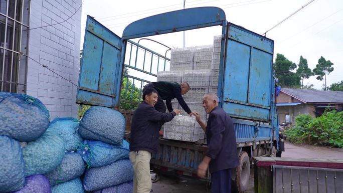 种植业农村 欢笑 小康收货莲藕采摘 蚕茧