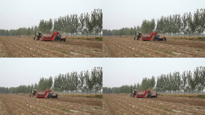 中国北方，农民在田地里使用农业机械收割芋头