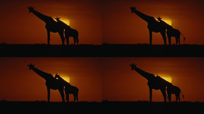 在夕阳的背景下，长颈鹿妈妈和长颈鹿宝宝。来自荒野的美丽非洲景象。