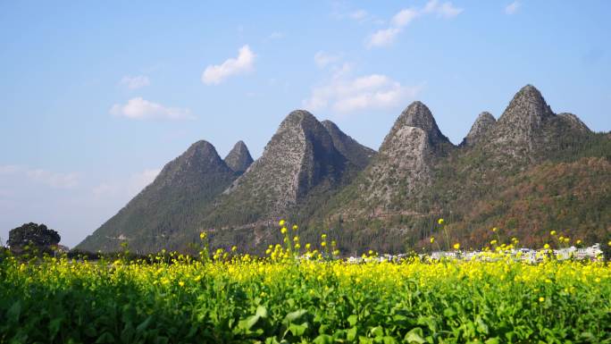 贵州兴义万峰林油菜花视频