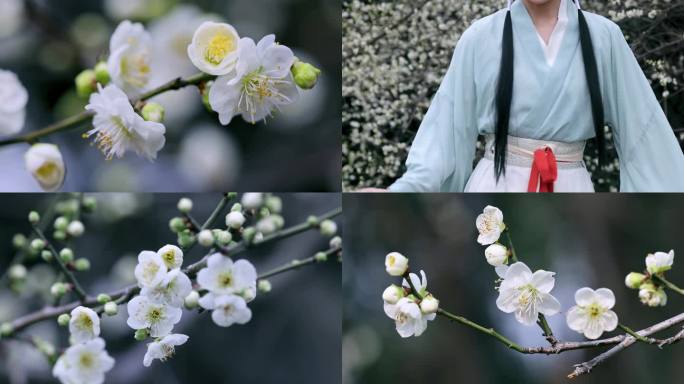 绿梅 绿萼梅 春暖花开 蜜蜂采蜜