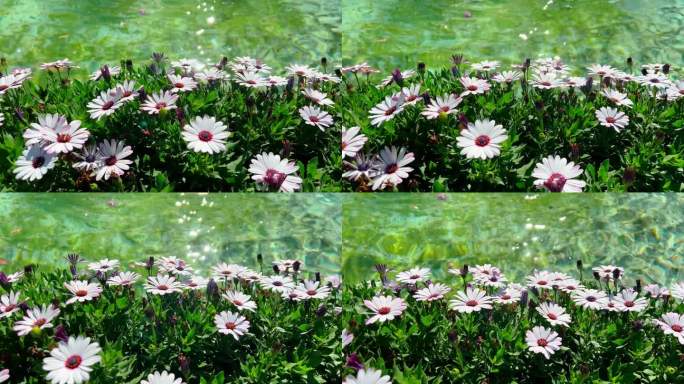 紫色的花在喷泉边上，在阳光明媚的日子里有绿色的水，太阳在清澈的水面上刺眼