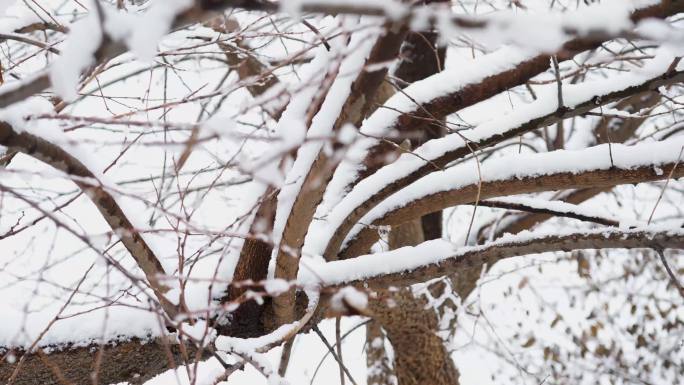 雪景写意