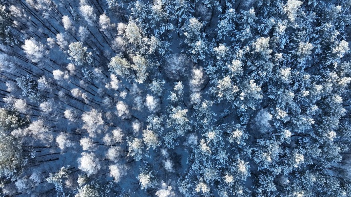 冬天内蒙古自然风光俯拍雪松雪林美景