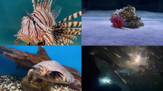 水族馆海洋馆海洋世界通用素材