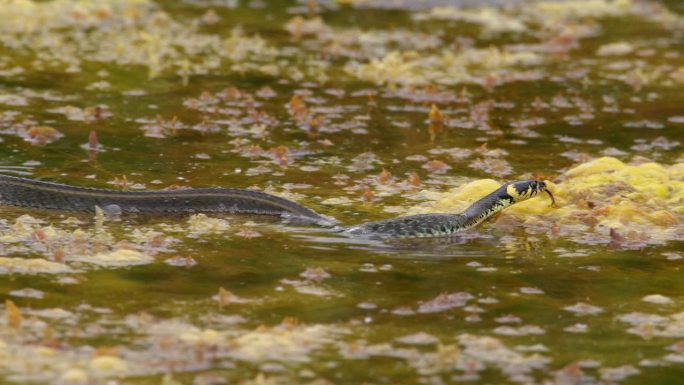 一条草蛇在池塘里游泳，爬过大叶的特写