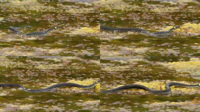一条草蛇在池塘里游泳，爬过大叶的特写