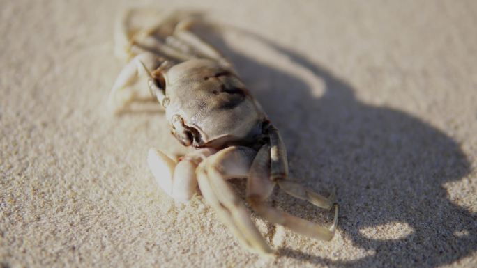 海滩上的螃蟹多角度特写