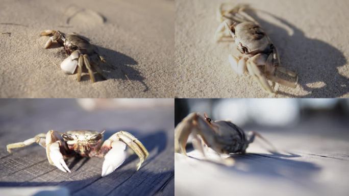 海滩上的螃蟹多角度特写