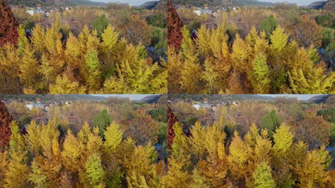 山村秋色 长兴八都芥景区