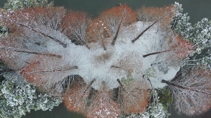 4K俯拍红杉树雪景