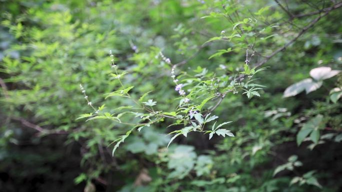 山间小野花视频素材