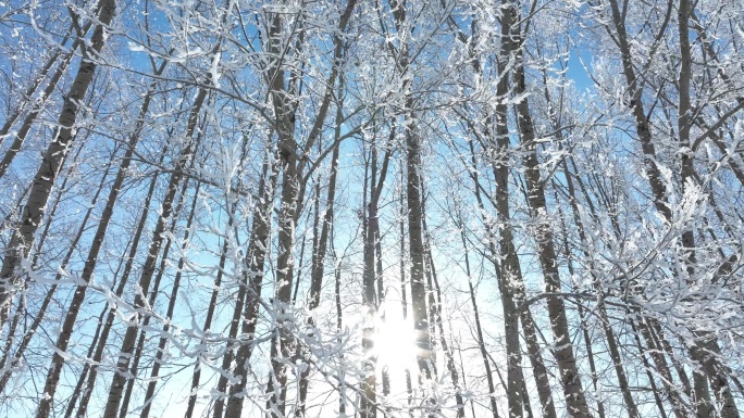 杨树林雾凇冬日阳光雪霁