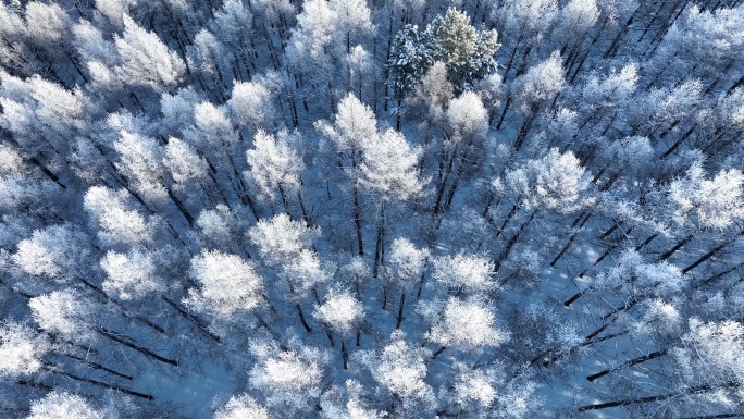 航拍冬季雪松雾凇树林雪景