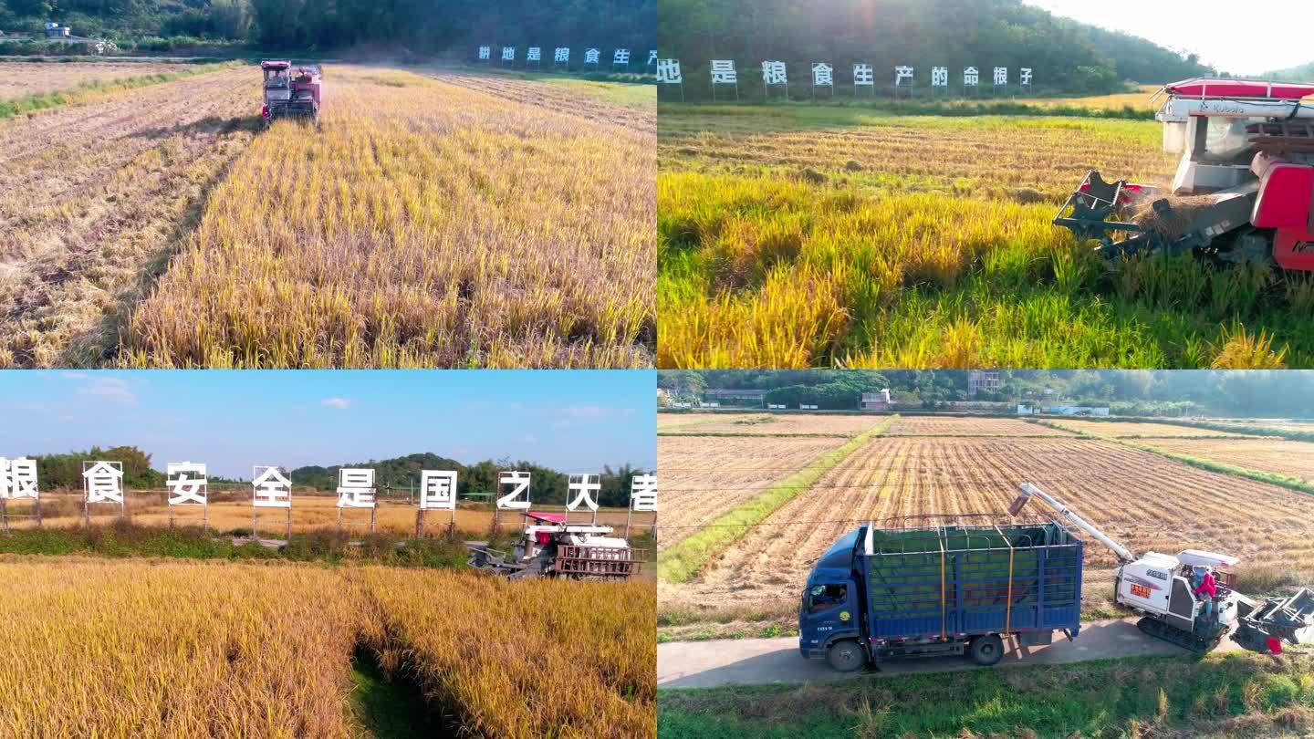 稻田丰收水稻机械收割