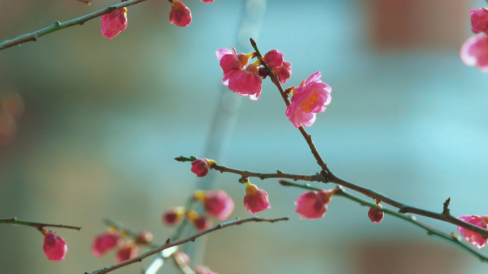 小院春天梅花开