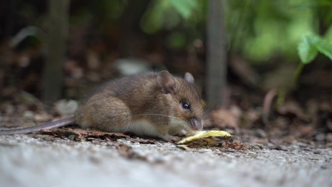 老鼠在新加坡野生动物拍摄