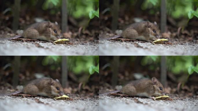 老鼠在新加坡野生动物拍摄