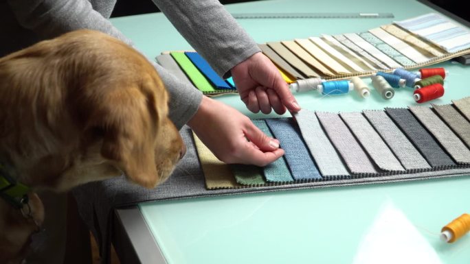 在缝纫过程中，一只狗和裁缝一起选择合适的布料。
