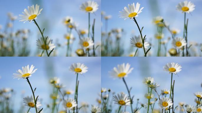 洋甘菊。白色的雏菊花在夕阳下的绿草地上随风摇曳。洋甘菊田，绿草衬蓝天。特写慢镜头。自然，花朵，春天，