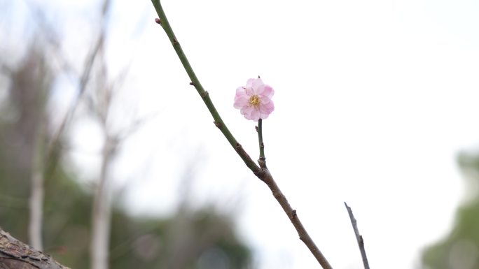 梅园、梅树、梅花