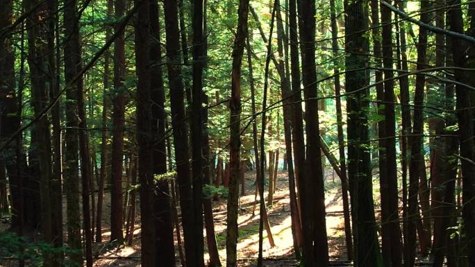 低平滑的无人机镜头，一个温暖的森林在夏天与金色的光