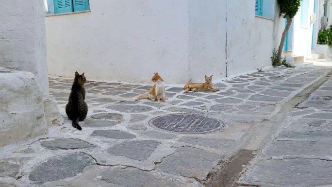 三只流浪猫坐在街上