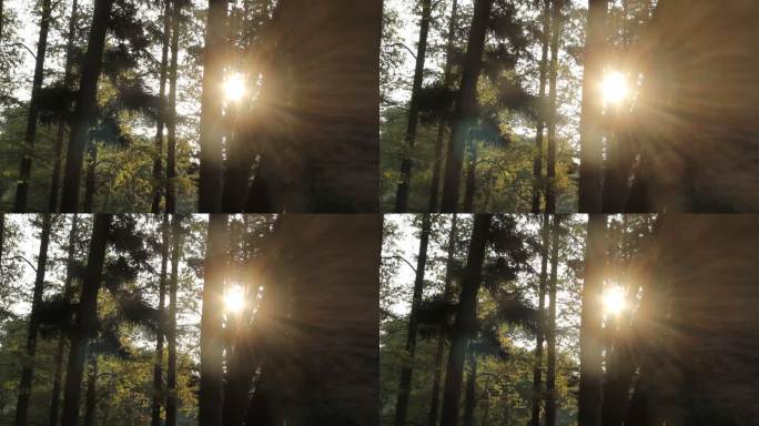 森林叶子间隙的阳光
