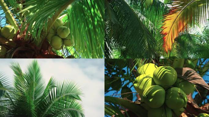 椰子椰树