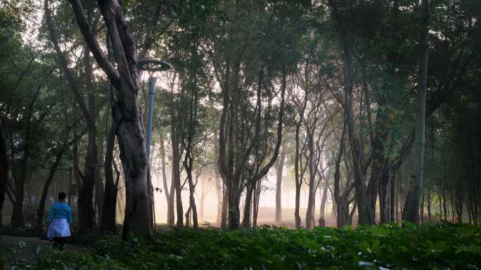 4K实拍广州天河公园的晨雾与阳光穿透树林