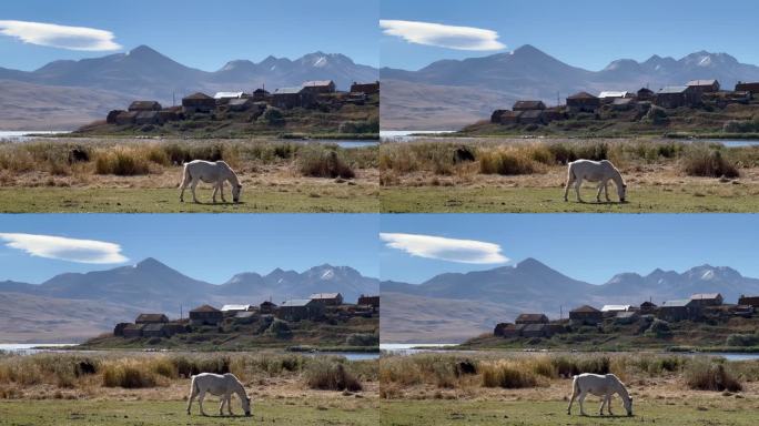 4k静态照片展示了一匹马在格鲁吉亚萨姆茨赫-贾瓦赫蒂地区Tabatskuri村附近平静地吃草。