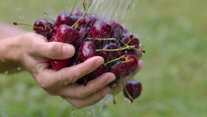 在有机花园收获。妇女用清水洗手樱桃。樱桃浆果的新鲜收获。农民清洗新鲜的有机彩色樱桃浆果用水，特写浆果