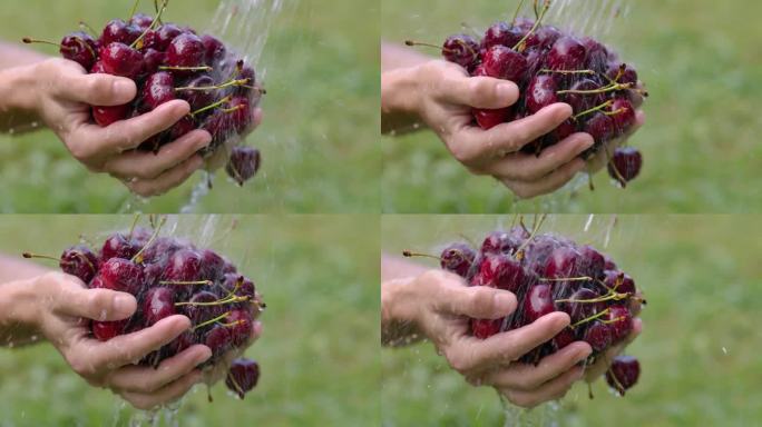 在有机花园收获。妇女用清水洗手樱桃。樱桃浆果的新鲜收获。农民清洗新鲜的有机彩色樱桃浆果用水，特写浆果