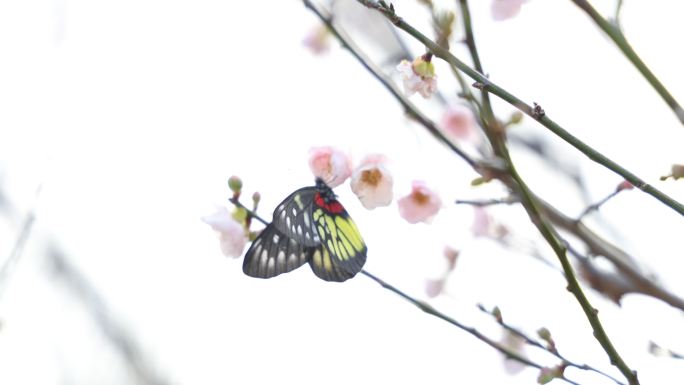 报喜斑粉蝶/蝴蝶在梅花上采蜜