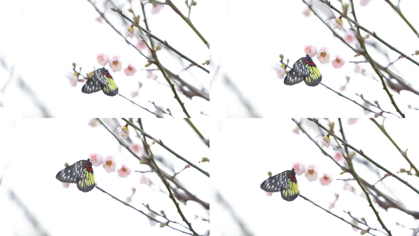 报喜斑粉蝶/蝴蝶在梅花上采蜜