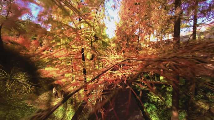 广州天河大观湿地公园落羽杉航拍4K视频
