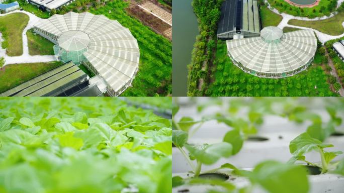 4K 现代化温室大棚绿色农业