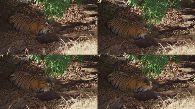 一只野生皇家孟加拉雌虎正在吃野猪的猎物