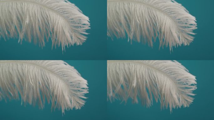 白色羽毛纹理，蓝色背景上柔软的羽毛特写。柔软和皮毛柔嫩的概念。