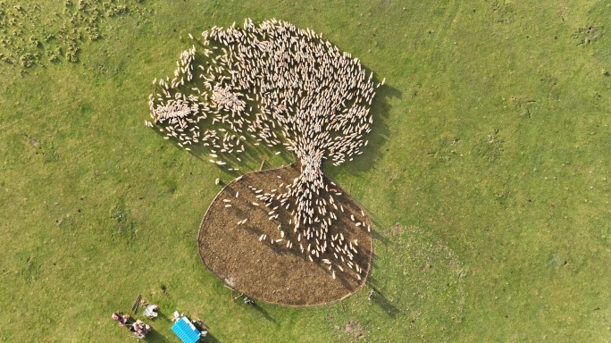 莫日格勒河景区 羊群出圈视频