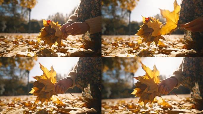 广角特写女性的手与一束干燥的黄色枫叶。美丽的女性在秋天独自走在阳光明媚的公园里，拿着一束树叶，4K镜