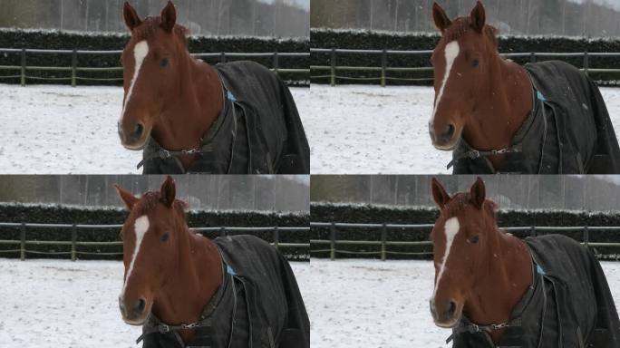 白雪皑皑的冬日，围场外棕色的马在看，耳朵在动