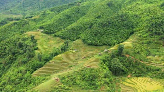 绿色和金色的水稻梯田靠近绿色的山脉，在亚洲，在越南，在东京，在萨帕，朝着老街，在夏天，在一个阳光明媚