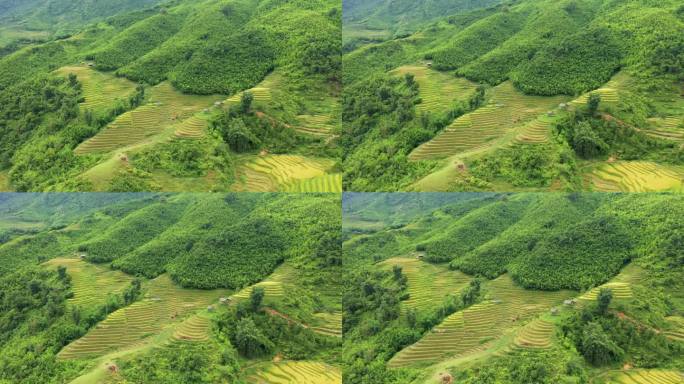 绿色和金色的水稻梯田靠近绿色的山脉，在亚洲，在越南，在东京，在萨帕，朝着老街，在夏天，在一个阳光明媚